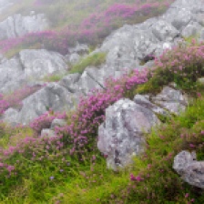 A small sample of Asturian flora in the area of Picos de Europa, Erica vagans, a type of heather that was the most abundant in the area, small and spectacular inflorescence, we can see it in bloom at the end of summer and is The few heather that grows in limestones.