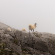 In summer the shepherds take their flocks to the highlands to graze ... you can find them everywhere ... (En verano los pastores llevan sus rebaños a las tierras altas para pastar... te las puedes encontrar por todos lados...).